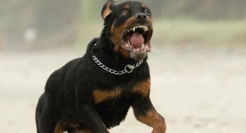 Σοβαρός τραυματισμός οικιακής βοηθού από επίθεση σκύλου στη Σαρωνίδα