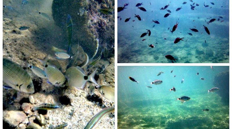 &Lambda;&iota;&mu;&alpha;&nu;ά&kappa;&iota;&alpha; &ldquo;&Mu;&upsilon;&sigma;&tau;&rho;ά&lambda;&rdquo;: &Omicron; &upsilon;&pi;έ&rho;&omicron;&chi;&omicron;&sigmaf; &beta;&upsilon;&theta;ό&sigmaf; &tau;&eta;&sigmaf; &Beta;ά&rho;&kappa;&iota;&zeta;&alpha;&sigmaf;