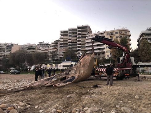 &Xi;&epsilon;&beta;&rho;ά&sigma;&tau;&eta;&kappa;&epsilon; &nu;&epsilon;&kappa;&rho;ή &phi;ά&lambda;&alpha;&iota;&nu;&alpha; &sigma;&tau;&omicron;&nu; &Pi;&epsilon;&iota;&rho;&alpha;&iota;ά